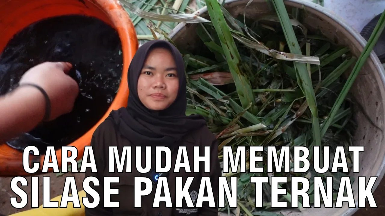 
                                 Drum-Silase-Pakan-Ternak